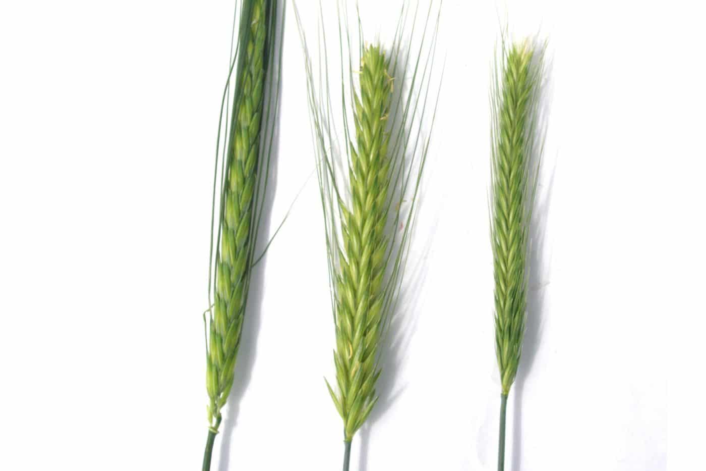 Barley germplasm development phase 2 – evaluation of bulbosum genes and implementation for barley improvement (S0610R)