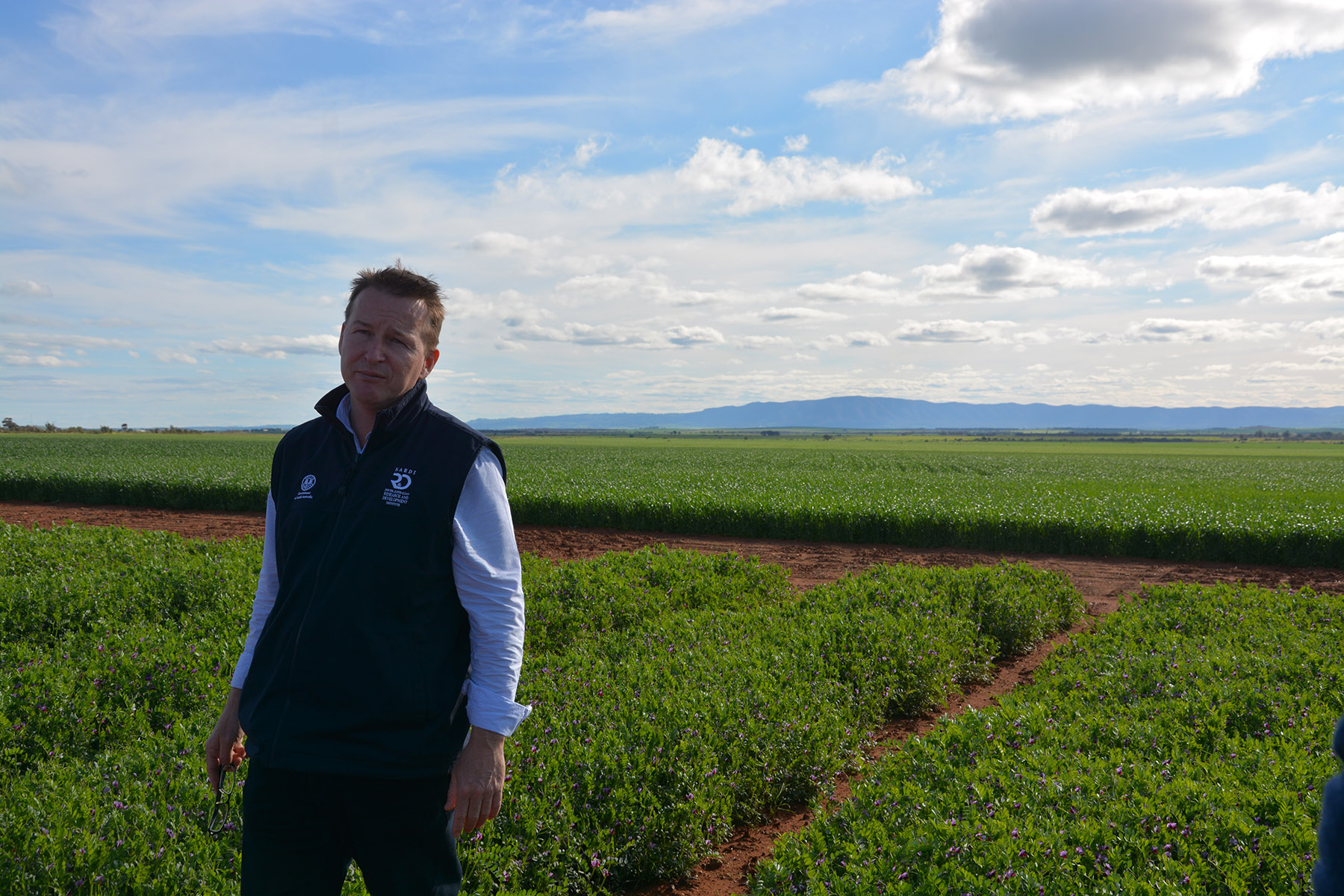 Common Vetch as a break crop for marginal cropping systems (S914)