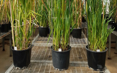 Identification of sodicity tolerant oat varieties (UA416)