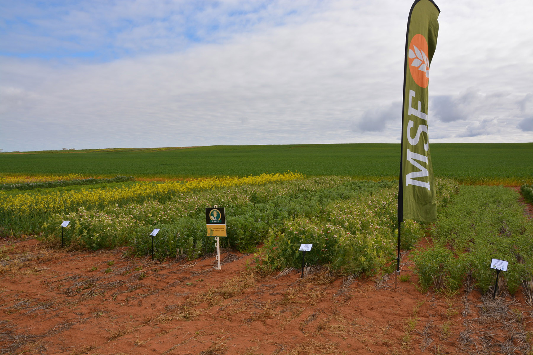 Adopting Profitable Crop Sequences in the South Australian Mallee (MSF115)