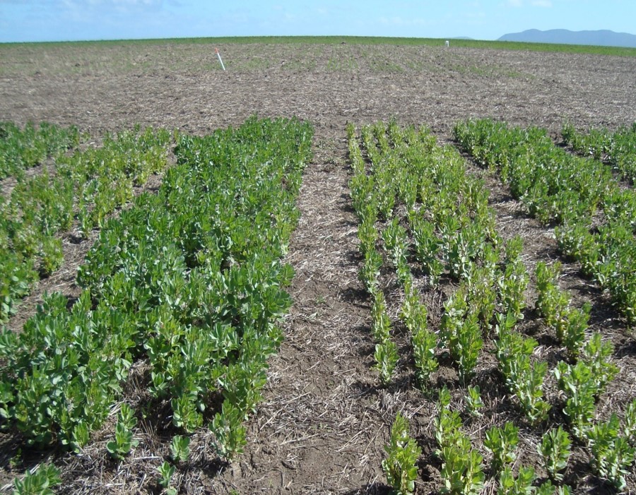 Optimising Legume Inoculation for dry sowing (S716)