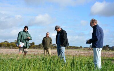 Assessing the adaptation of long season wheats in South Australia (AAC114)