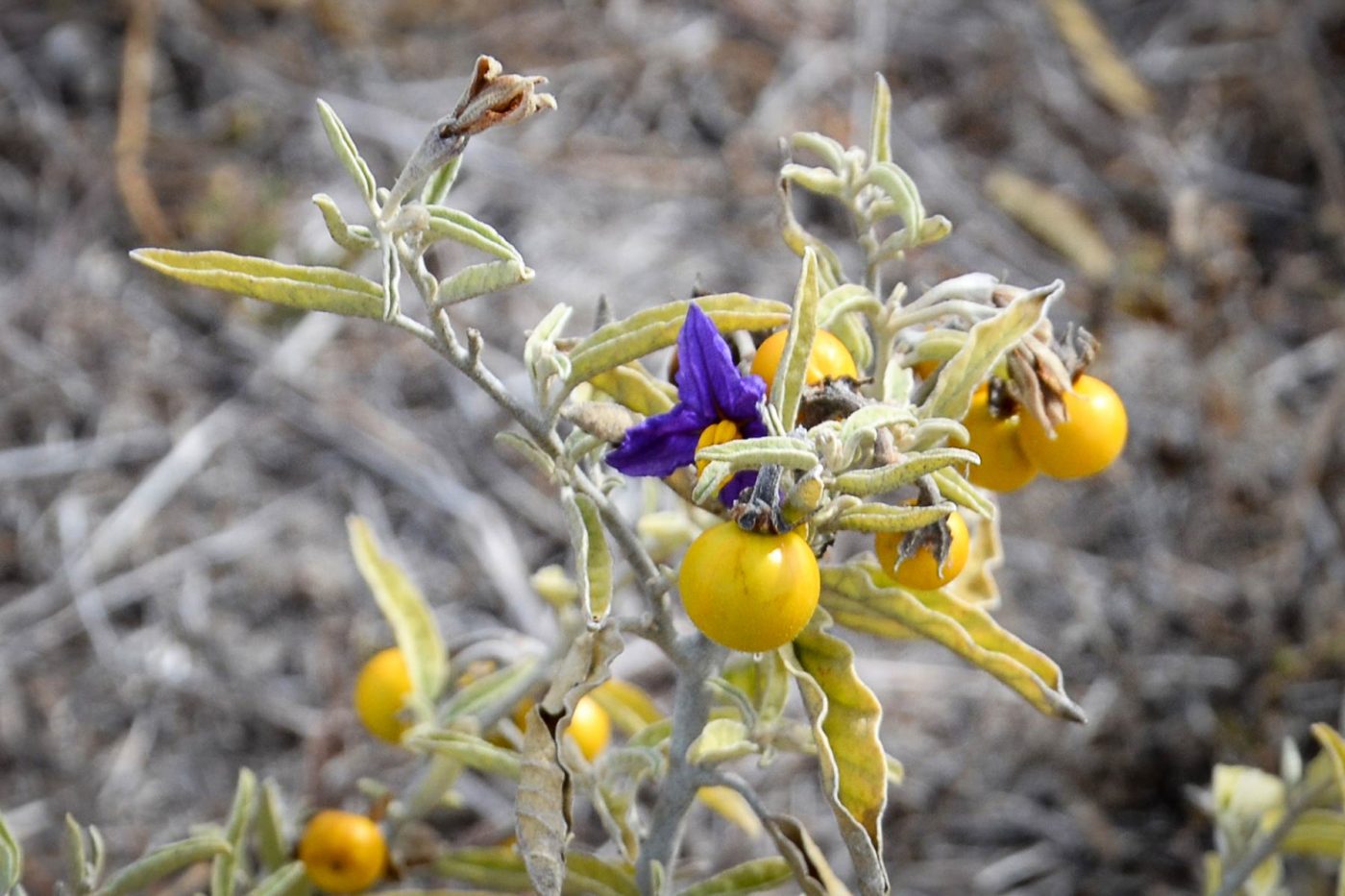 Silverleaf Nightshade Protecting Clean Farms And Reducing Sa Yield Losses Pirsa113 Sagit