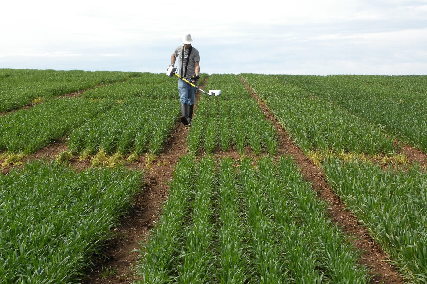 Matching seed source and target environment to improve cereal production in SA (S0711)