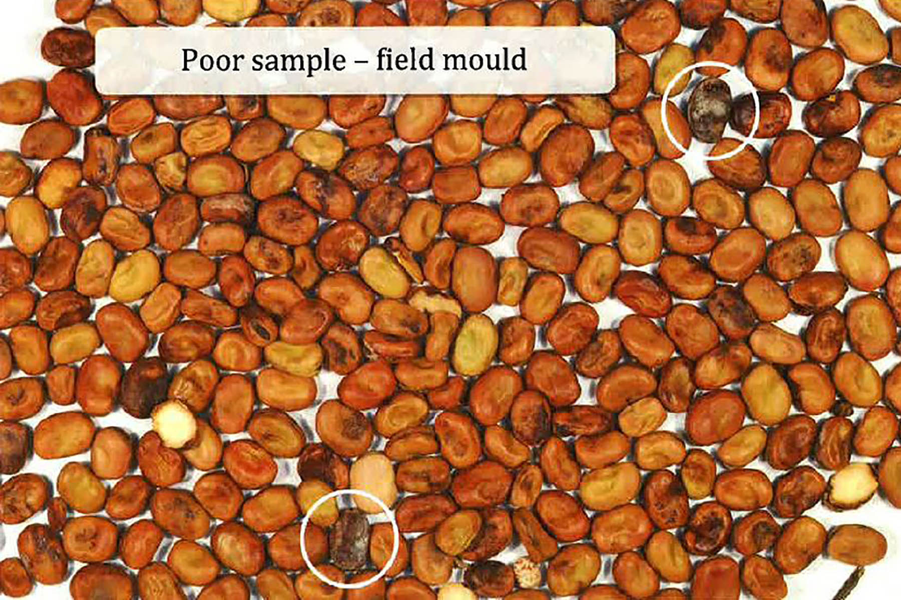 Mould of faba bean seed affecting seed quality and meeting export standards (S1203)