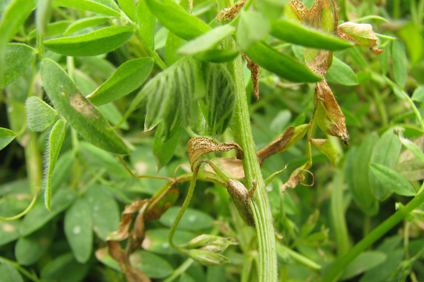 Resistance monitoring of ascochyta blight in lentils (S1208)