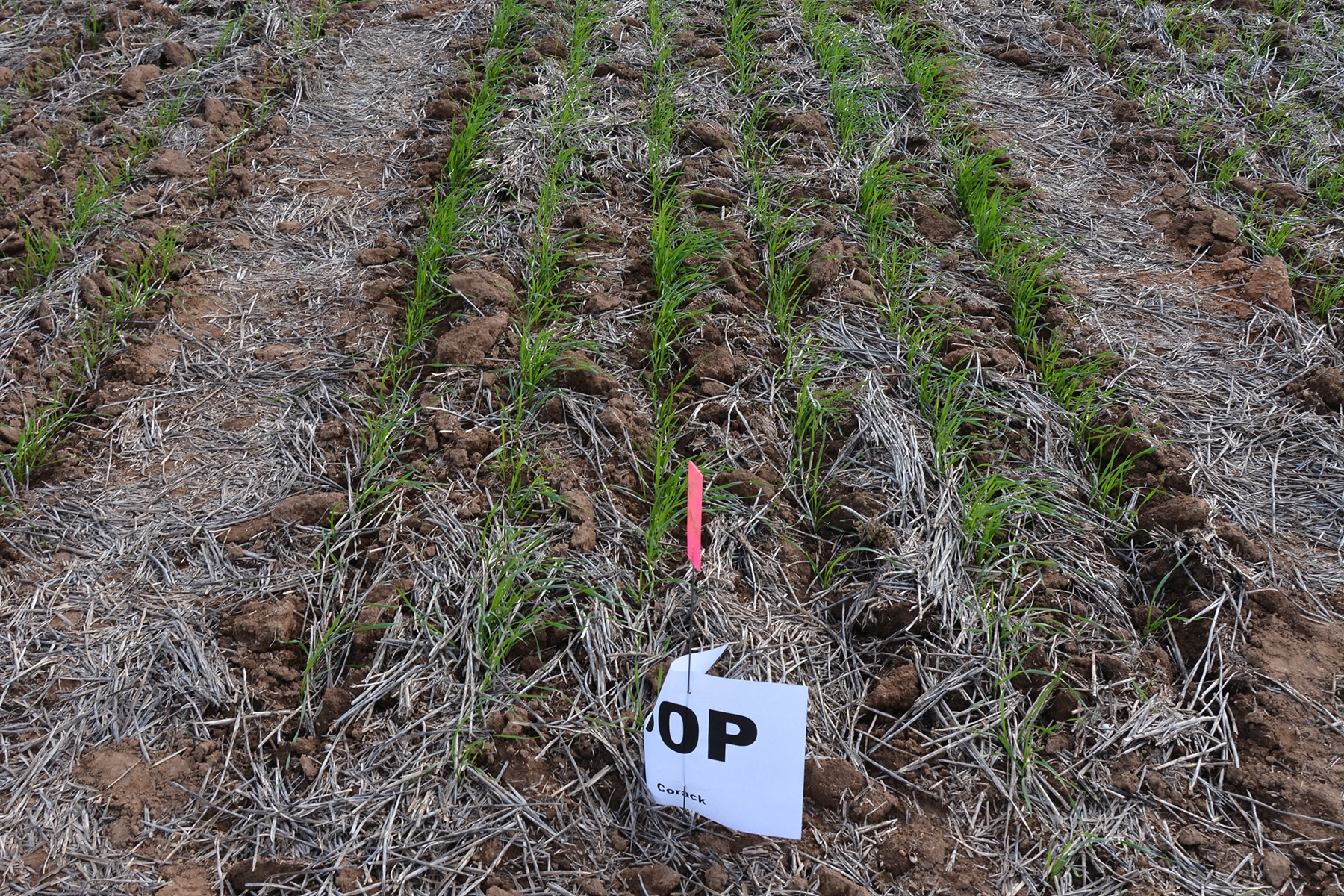 Evaluating the agronomic and financial benefits of P-efficient cereal varieties (UA1201)