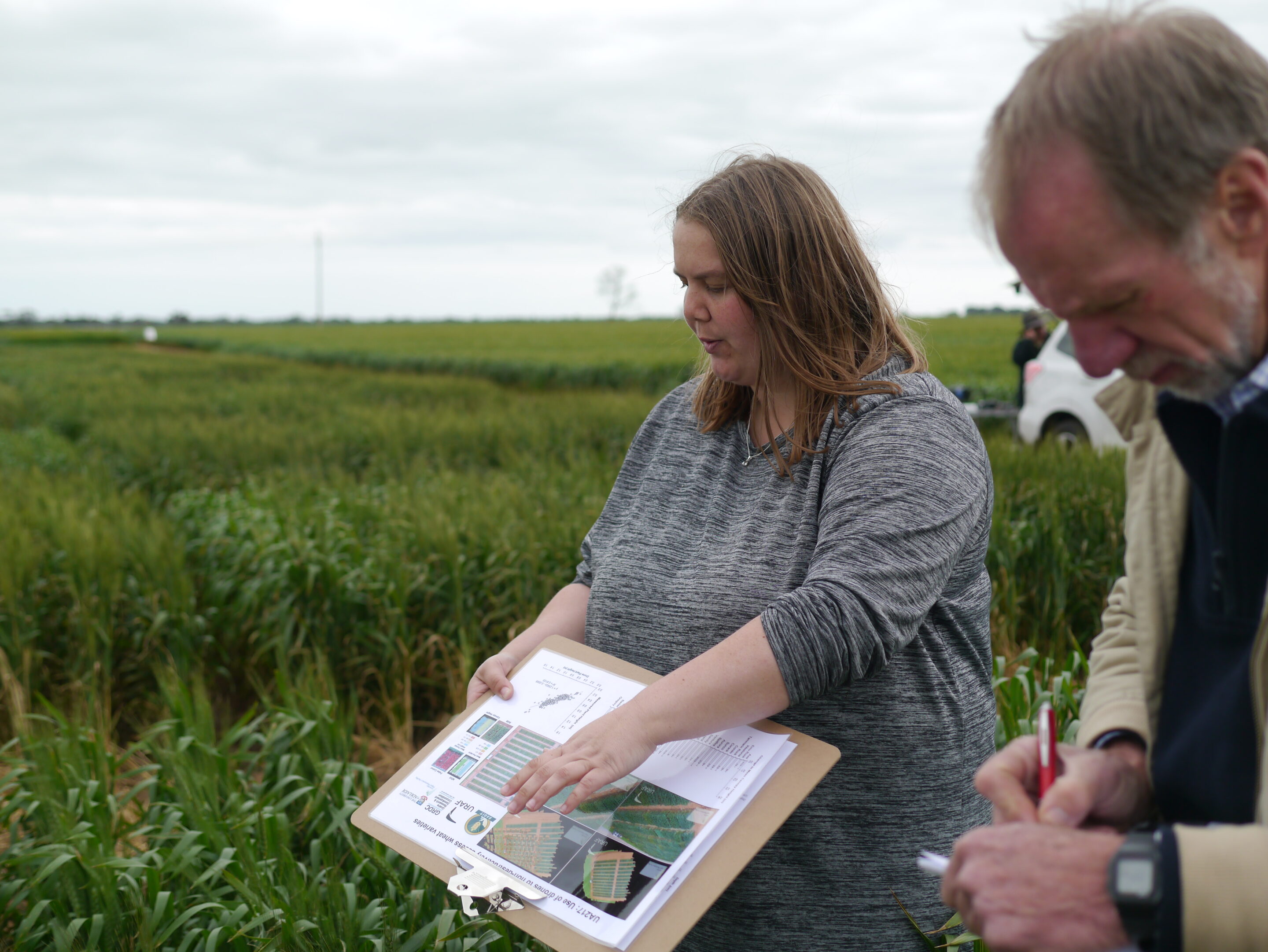 Use of drones to non-destructively assess wheat varieties (UA217)