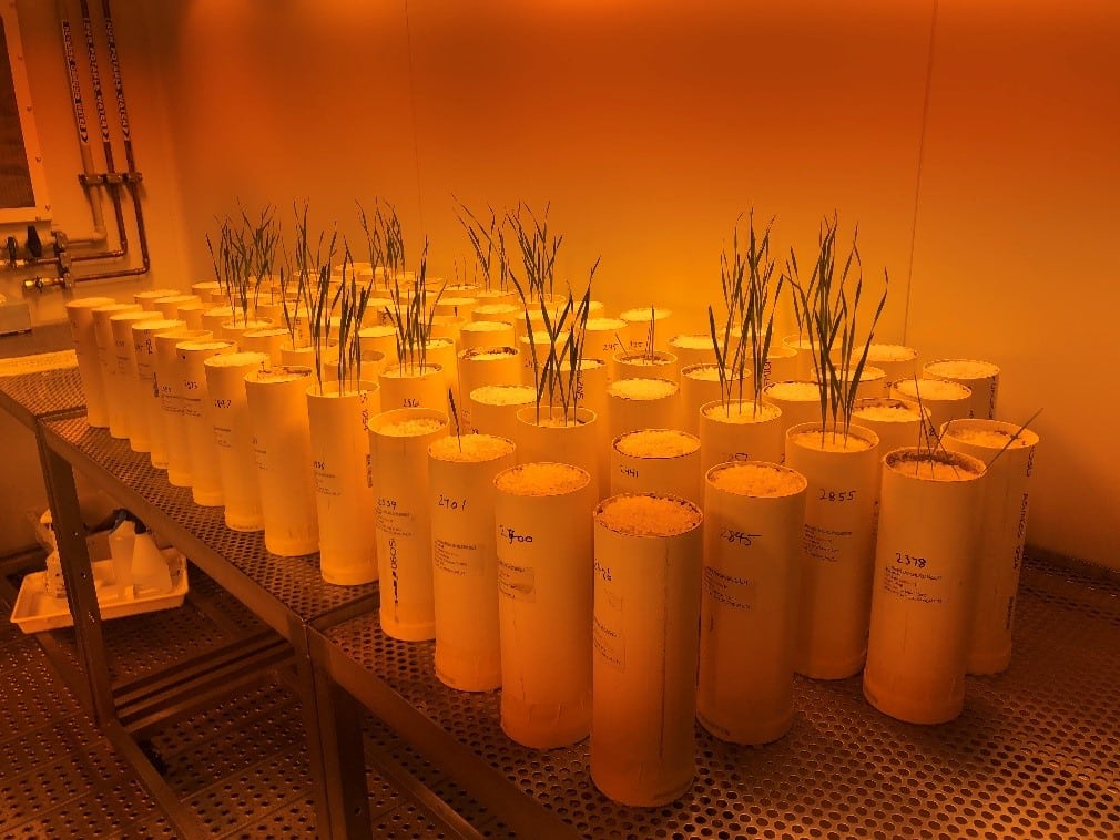 Soil water and temperature thresholds for early wheat establishment (CSI219)