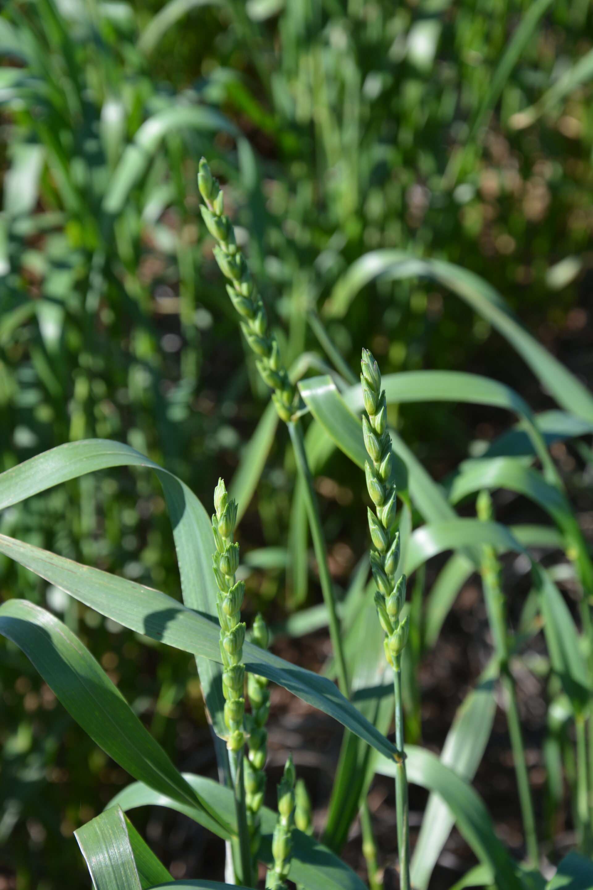 Development of dual purpose awnless wheat varieties for frost ...