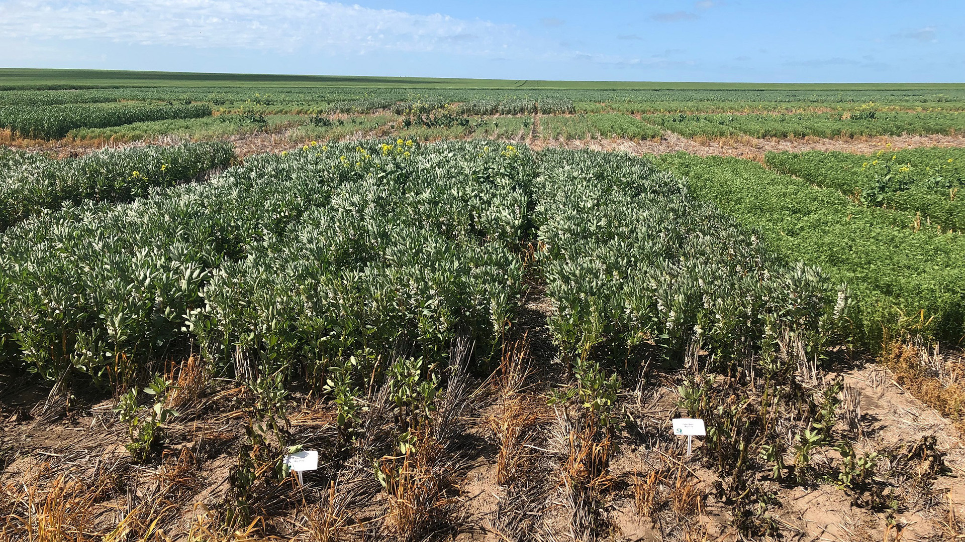 Optimising P nutrition in pulses to maximise N fixation and yield (AS219)