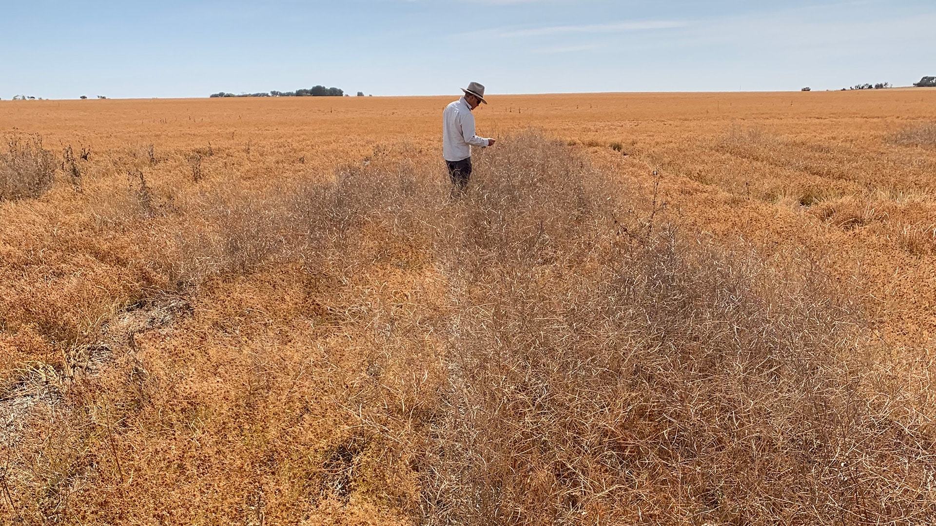 Increasing the reliability of lentil production on sandy soils (TC119)