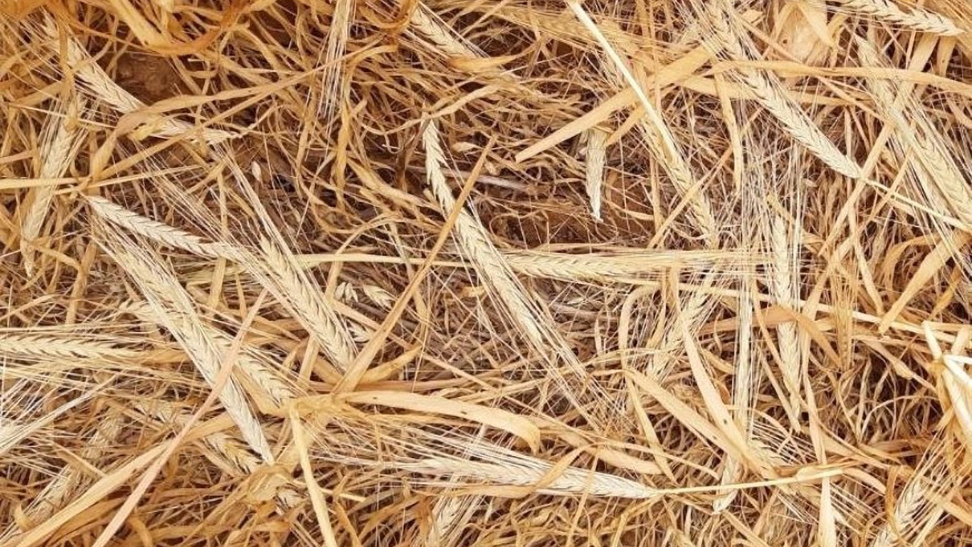 Revealing the basis for head loss in barley (UA619)