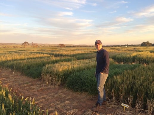 Benchmarking yield potential of barley in higher rainfall zones (S618)