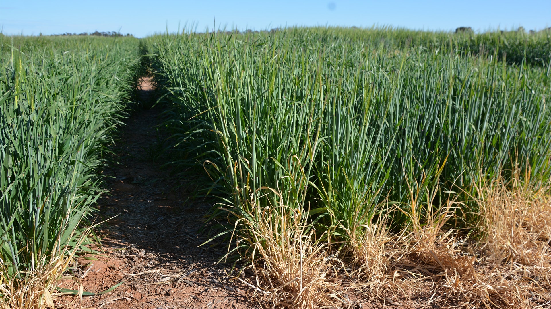 Management of fungicide resistant wheat powdery mildew (TC120)