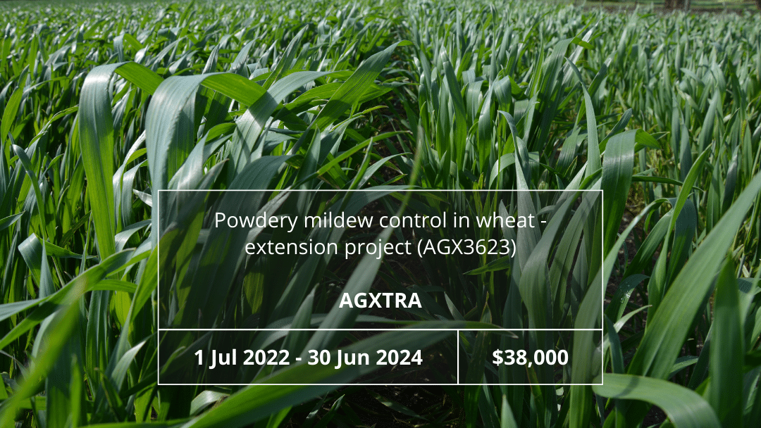 Powdery mildew control in wheat –extension project (AGX3623)