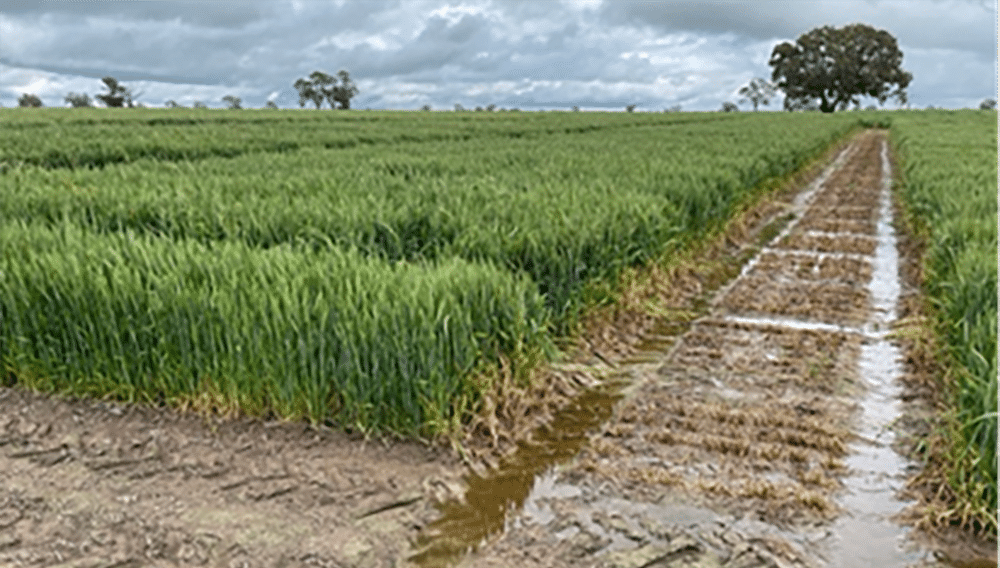 Nitrogen strategies for HRZ wheat in waterlogged soils and denitrification (ELD3422)