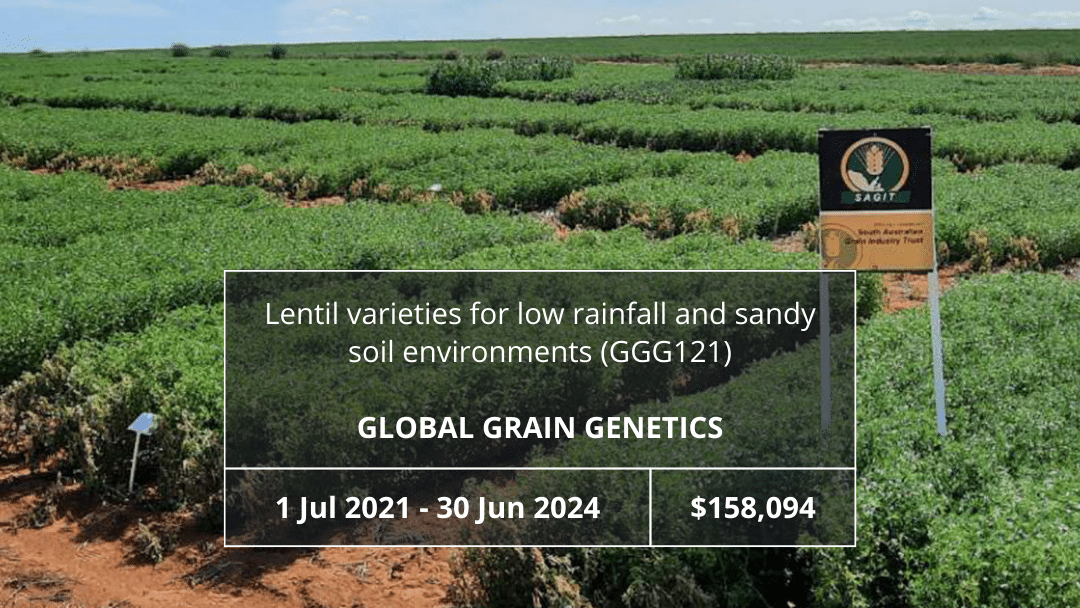 Lentil varieties for low rainfall and sandy soil environments (GGG121)