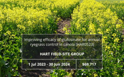 Improving efficacy of glufosinate for annual ryegrass control in canola (HAR0523)