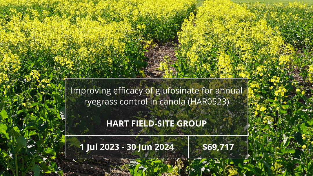 Improving efficacy of glufosinate for annual ryegrass control in canola (HAR0523)