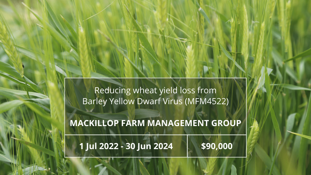 Reducing wheat yield loss from Barley Yellow Dwarf Virus in the HRZ (MFM4522)