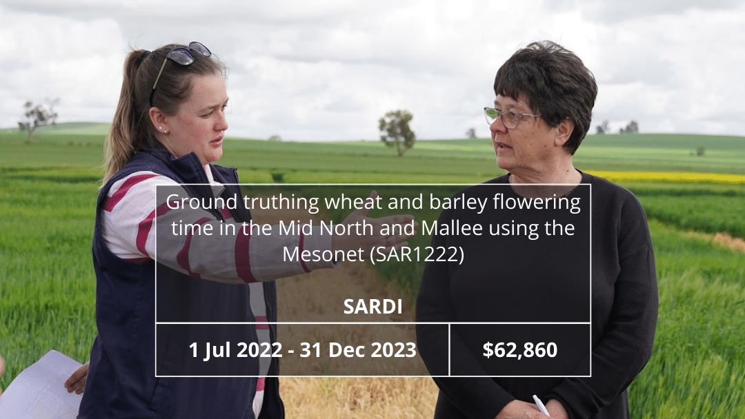 Ground truthing wheat and barley flowering time in the Mid North and Mallee using the Mesonet (SAR1222)