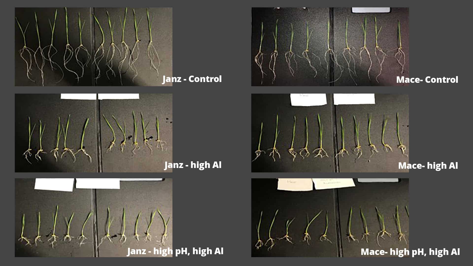 Investigating aluminium speciation in wheat roots in alkaline soil (S-UA821)