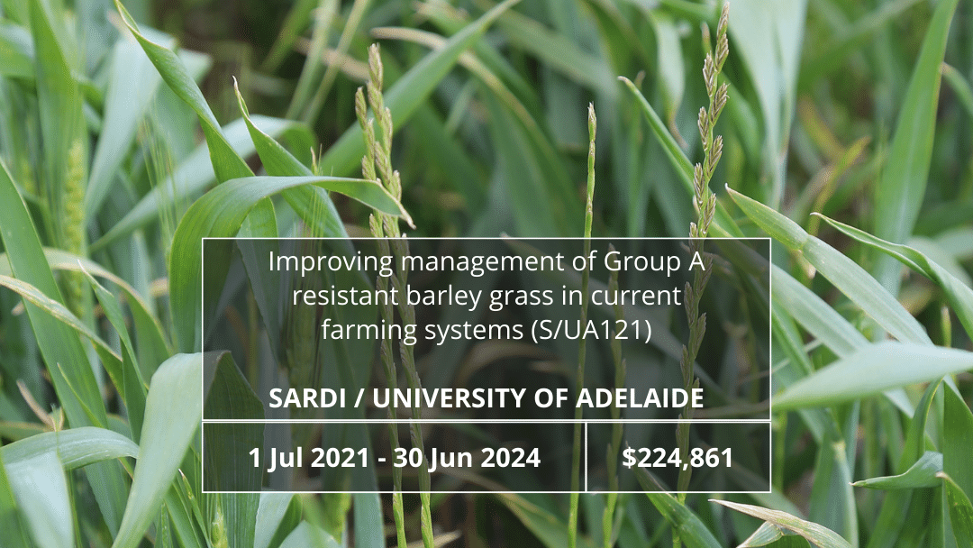 Improving management of Group A resistant barley grass in current farming systems (S/UA121)