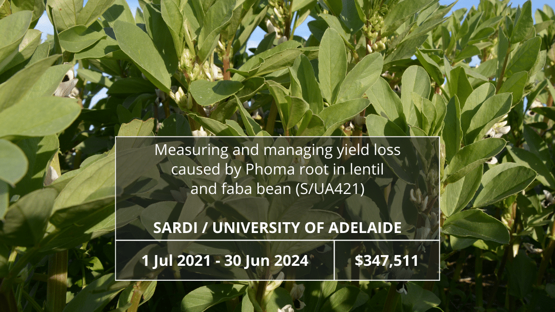 Measuring and managing yield loss caused by Phoma root in lentil and faba bean (S/UA421)