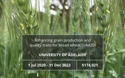 Enhancing grain production and quality traits for bread wheat (UA420)