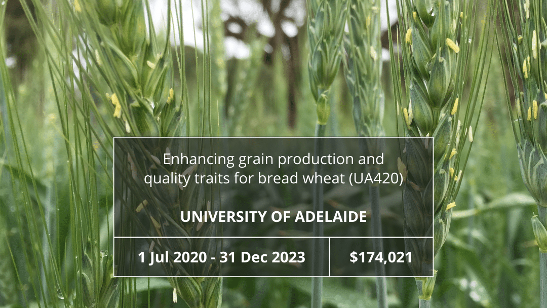 Enhancing grain production and quality traits for bread wheat (UA420)