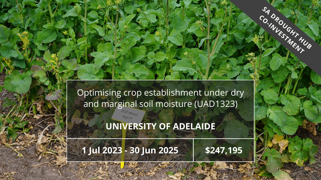 Optimising crop establishment under dry and marginal soil moisture (UAD1323)