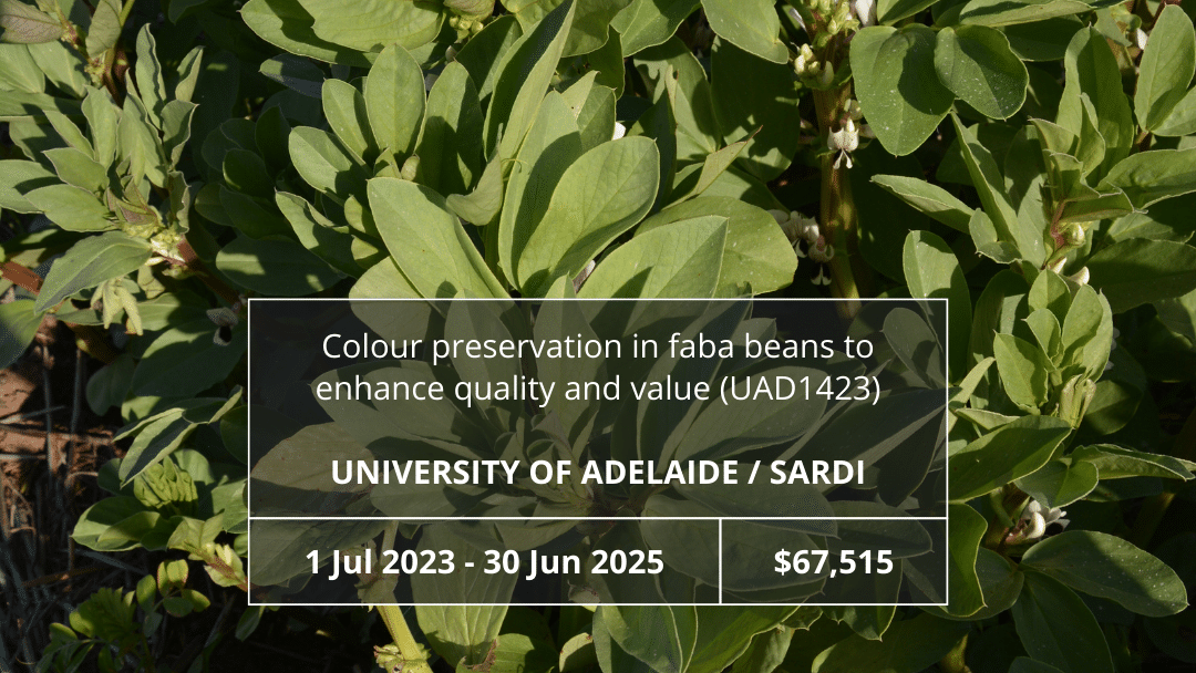 Colour preservation in faba beans to enhance quality and value (UAD1423)