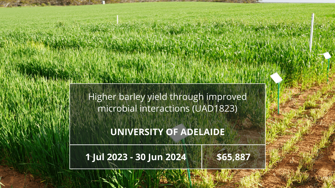 Higher barley yield through improved microbial interactions (UAD1823)