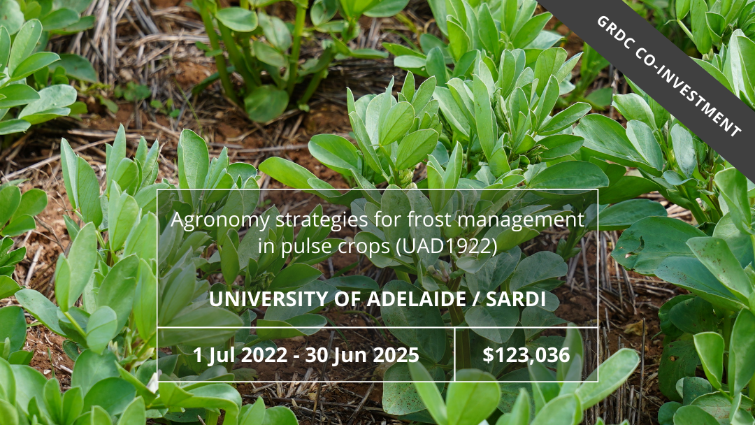 Agronomy strategies for frost management in pulse crops (UAD1922)