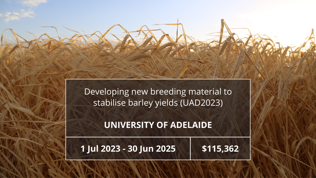 Developing new breeding material to stabilise barley yields (UAD2023)