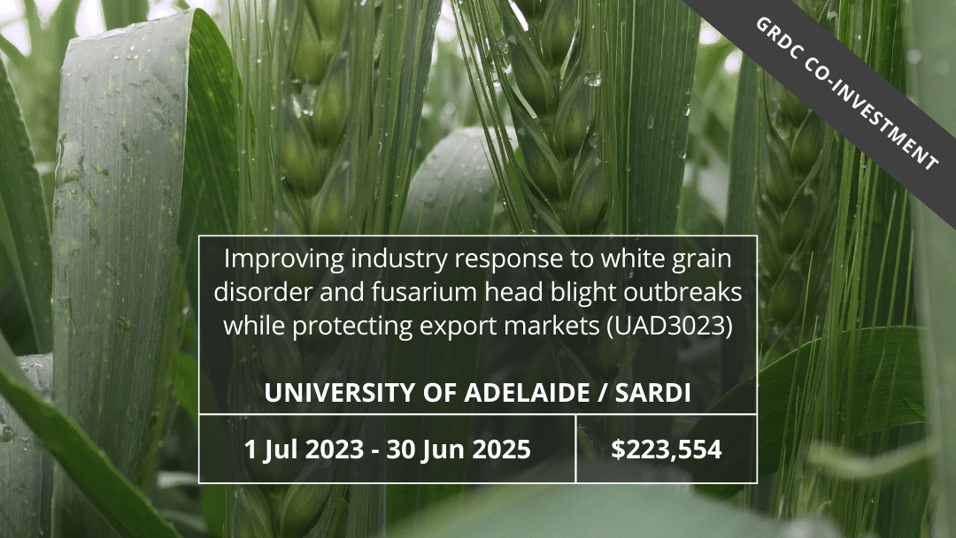 Improving industry response to white grain disorder and fusarium head blight outbreaks while protecting export markets (UAD3023)