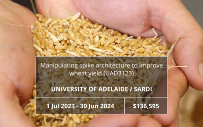 Manipulating spike architecture to improve wheat yield (UAD3123)