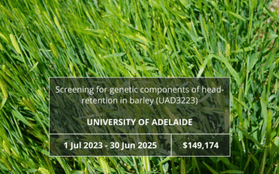 Screening for genetic components of head retention in barley (UAD3223)