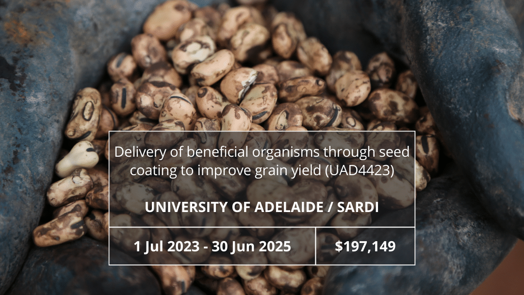 Delivery of beneficial organisms through seed coating to improve grain yield (UAD4423)