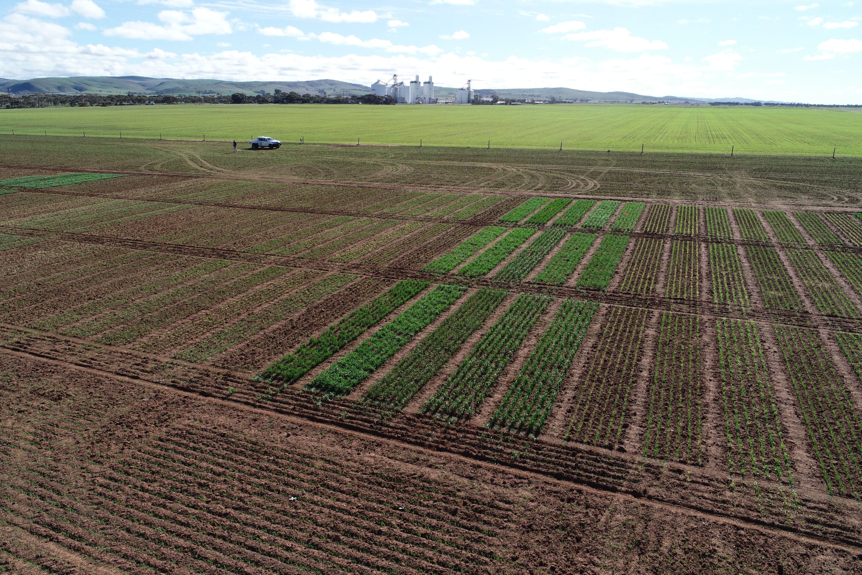 Characterising the optimal flowering period for the Murray Plains (S/UA1021)