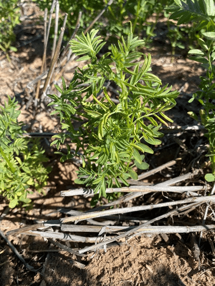 Improving crop safety and broadleaf weed control with herbicides in lentil (TC121)