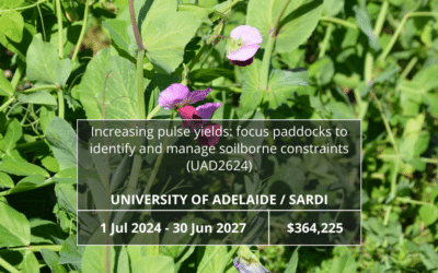 Increasing pulse yields: focus paddocks to identify and manage soilborne constraints (UAD2624)
