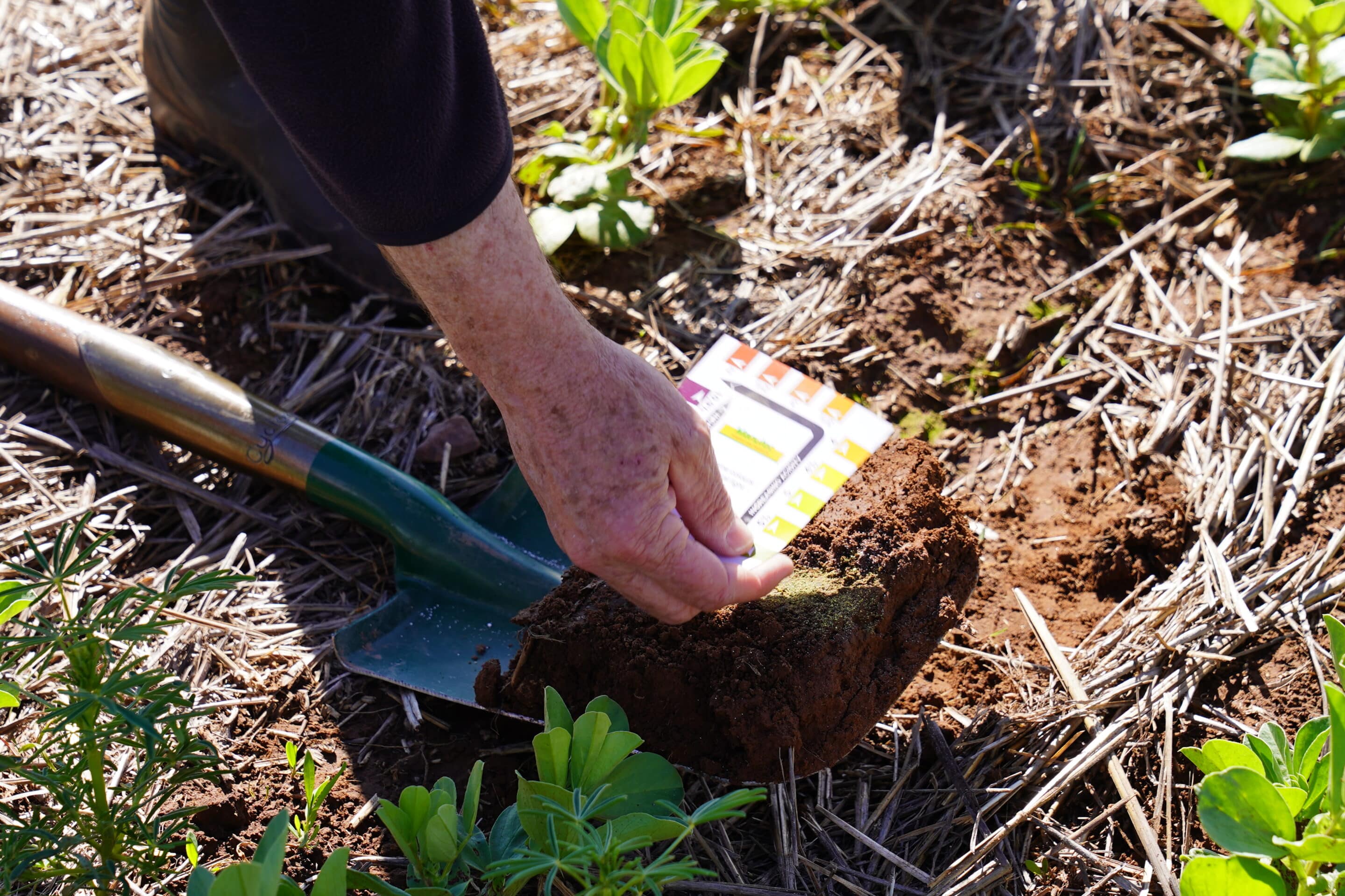 Developing criteria for soil and plant aluminium and manganese toxicity in South Australia (PIR121)