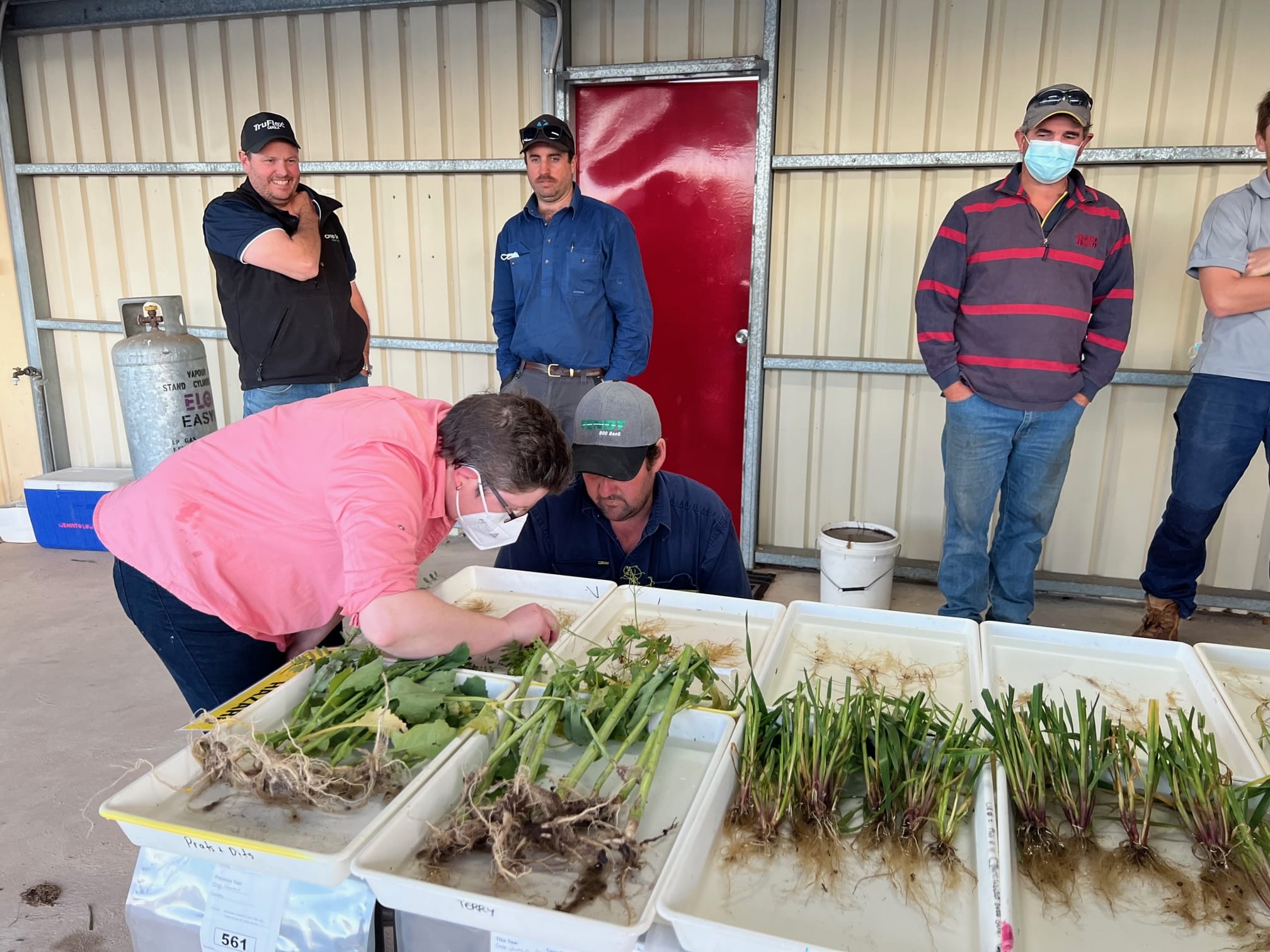 Grower crop root health workshops (SUA221)