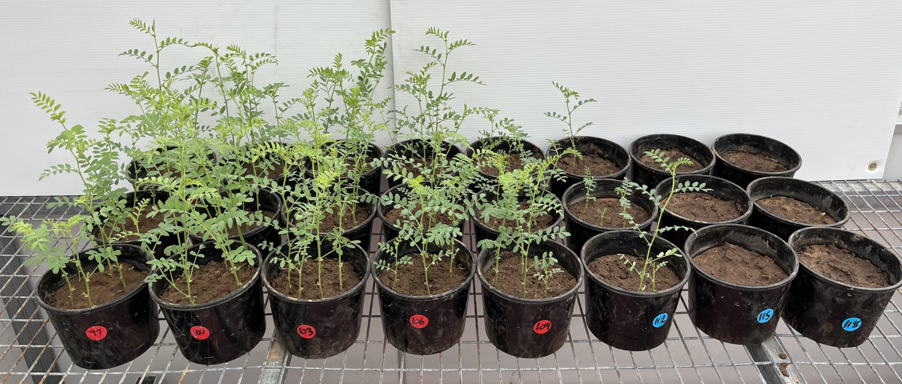 Soil salinity thresholds for chickpeas, faba beans and lentils (ASO3523)