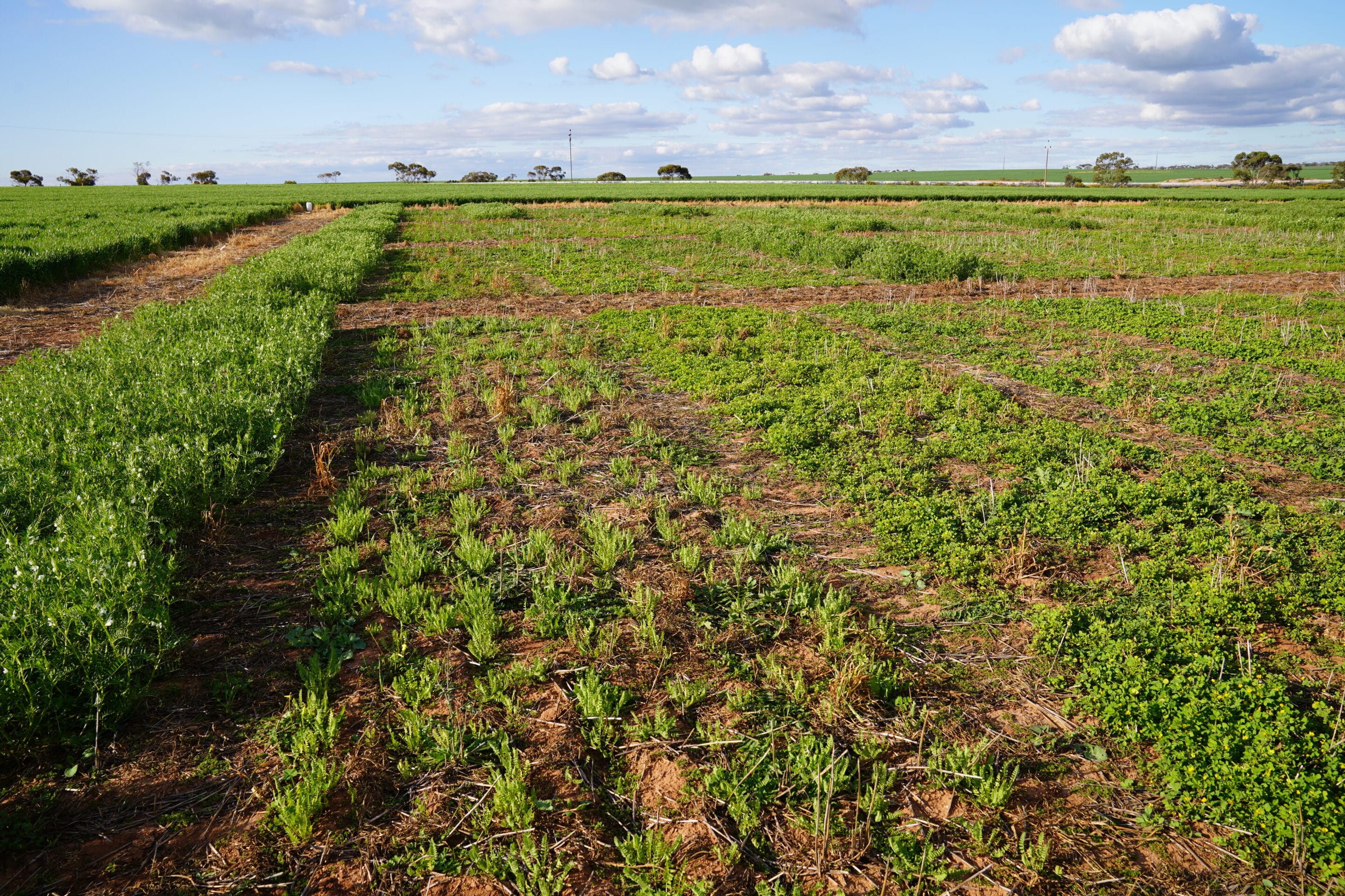 Pasture legume choices, establishment and persistence for the Murray Plains (MPF221)